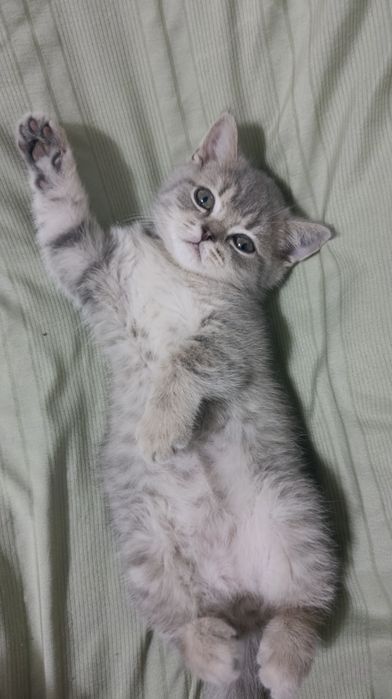 Продаётся котёнок! Шотландская