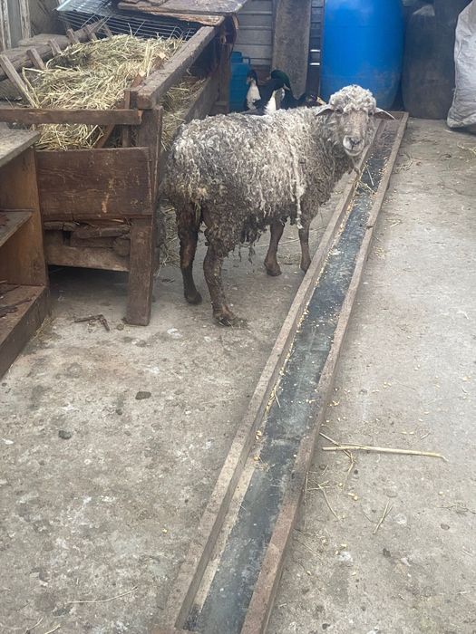 Vând oaie bună de meii