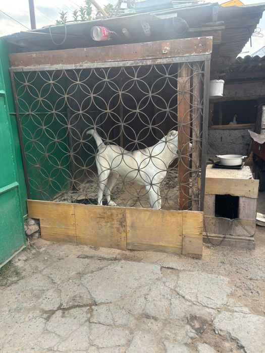 Продам собаку Алабай