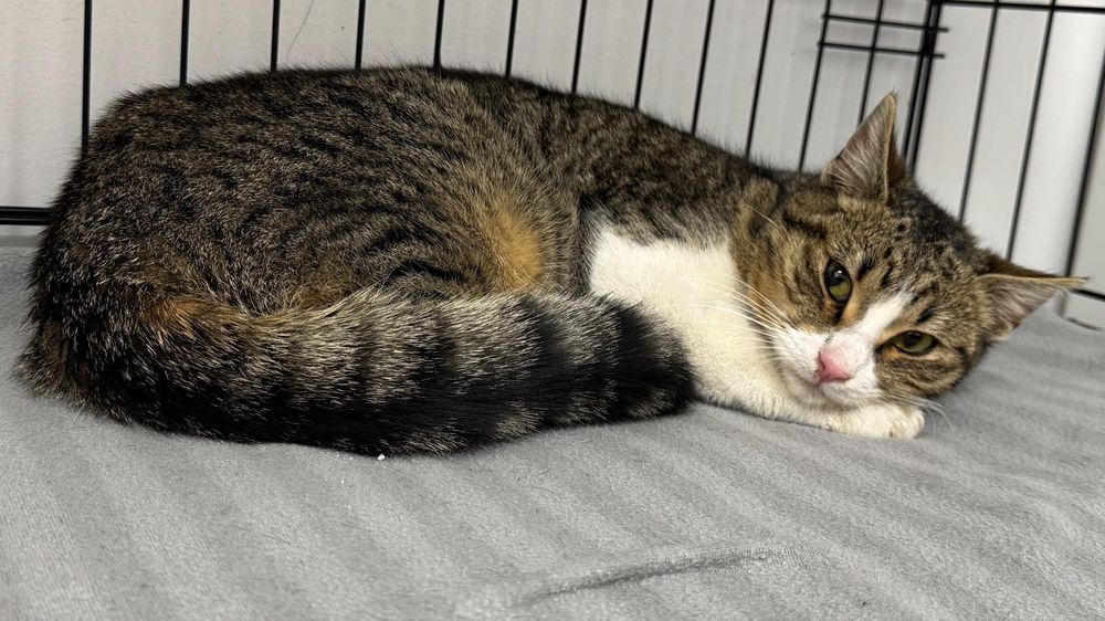 Pisicuță blândă de 8 luni salvată din frig caută familie iubitoare