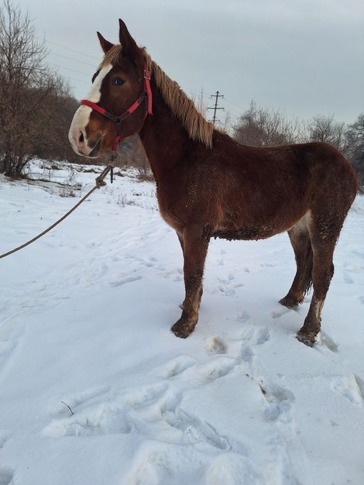 Продам жеребца советский тяжеловоз