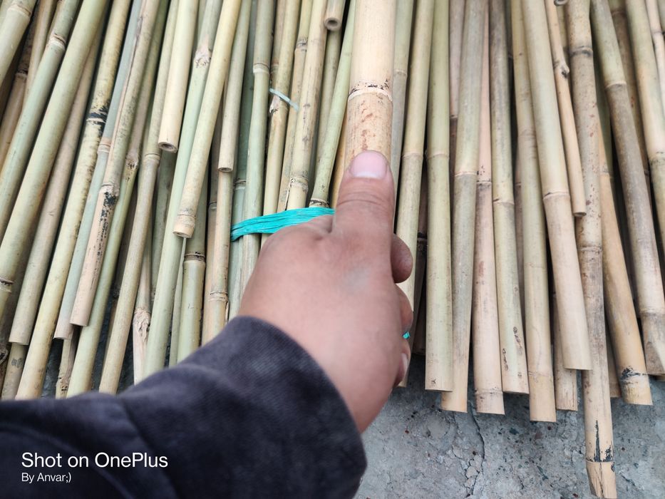 Продам бамбук !!!