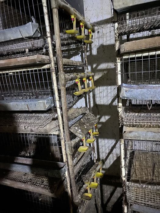 Клетки для перепелов