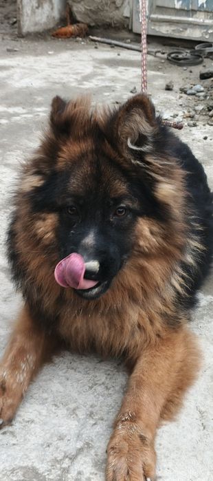 ИТ сотилади немецкая овчарка