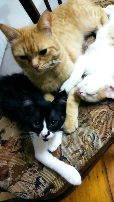 Котята игривые...