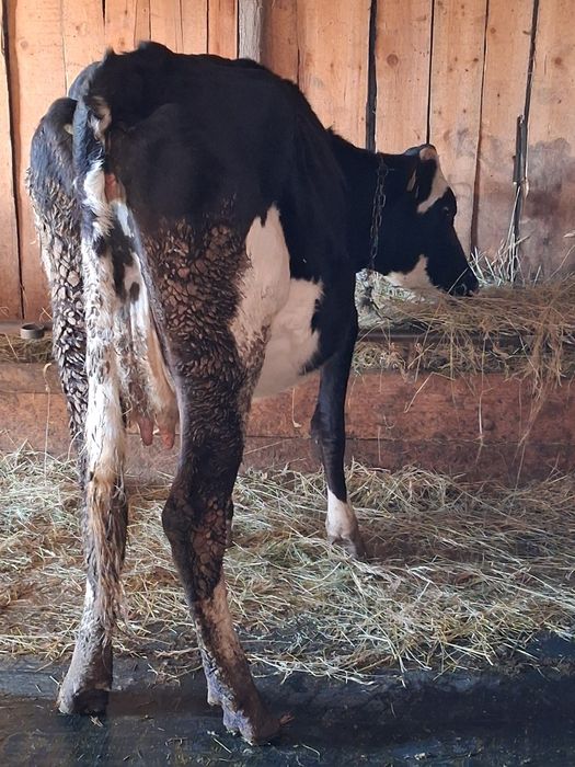 Vând junca gata de fătare