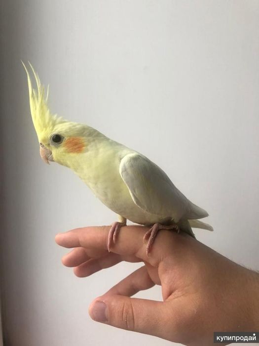 Кореллы ручные поступили к нам