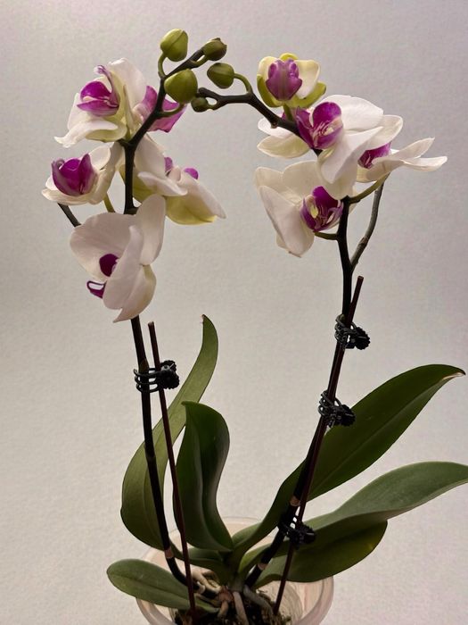 Орхидеи 9 сортов