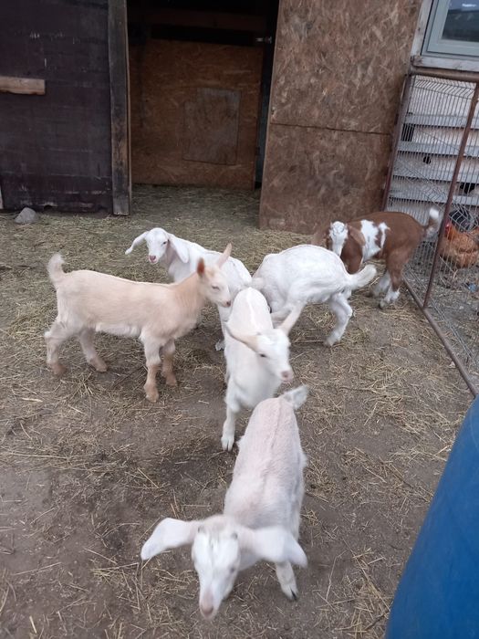 Iezi sannen și anglonubieni