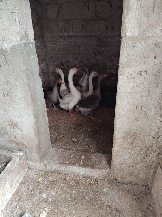 De vânzare gâscani