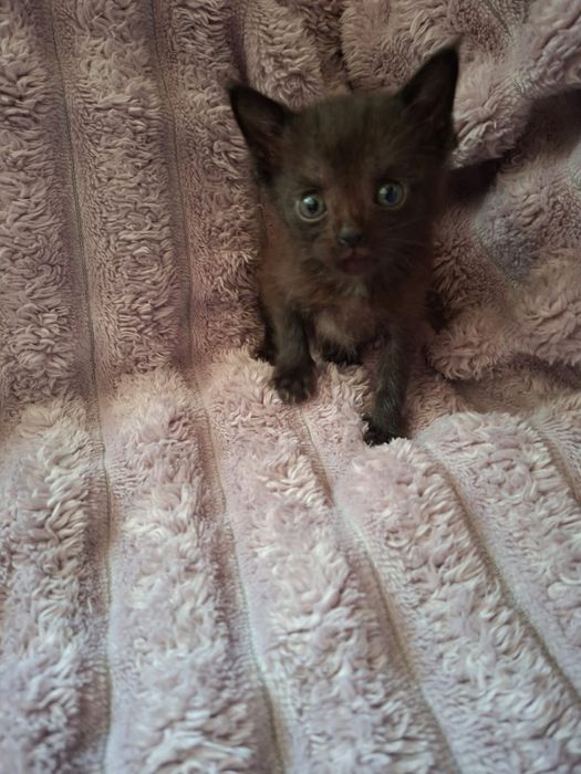 Котята крысоловы