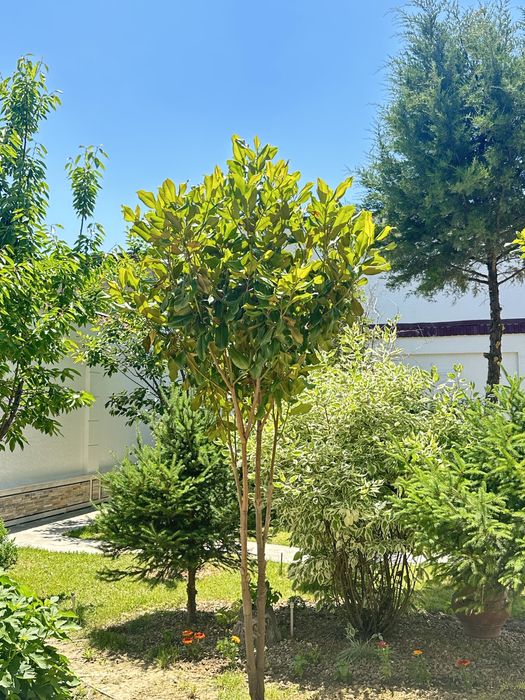 2ta Mangoliya sotiladi