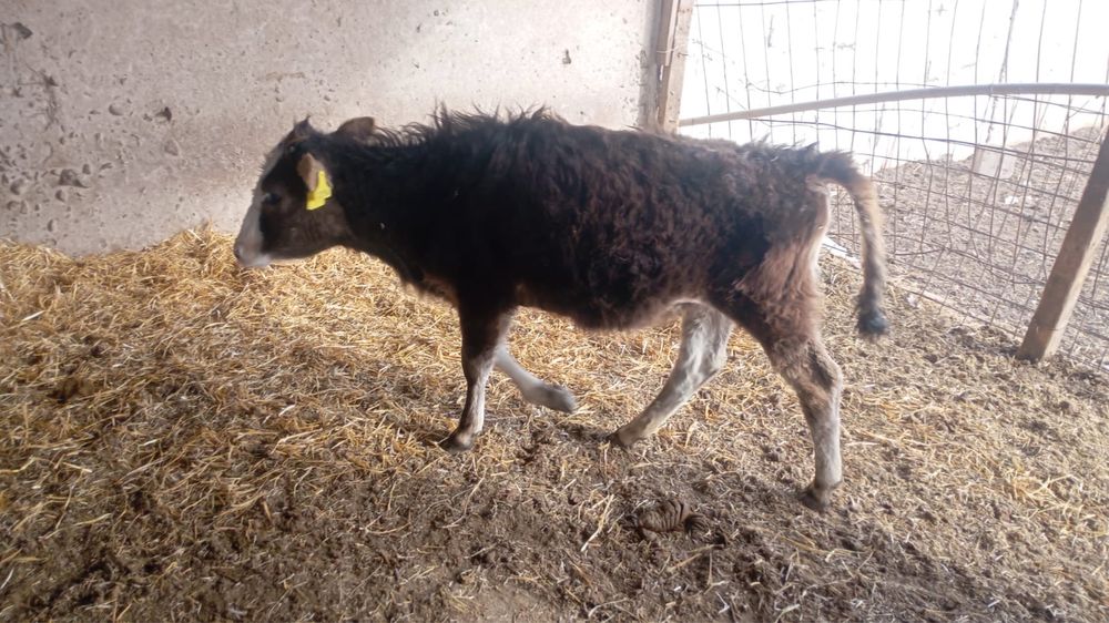 1 бука 1 ургашы сатылады 2 бас