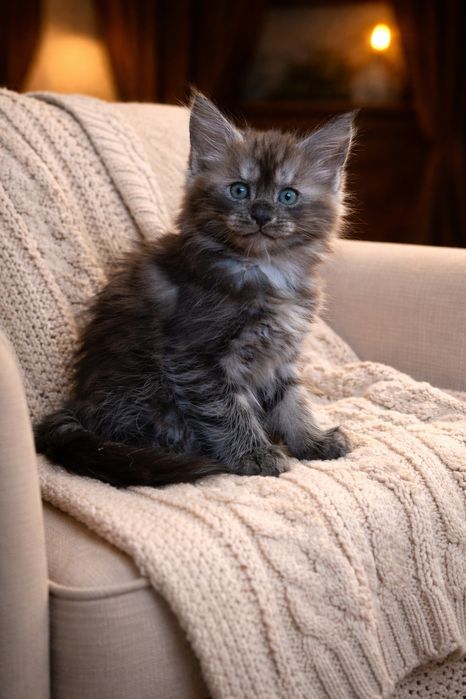 Продажа Котят Мейн -кунов