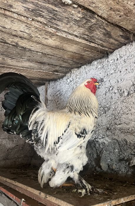 Брама қораз сатылады