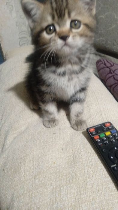 котята скотиш страйт