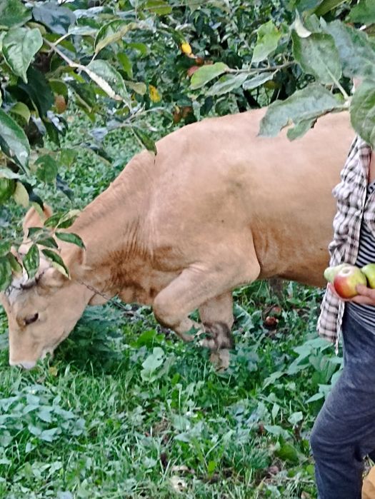 Vând vacă tânără brună de Maramureș