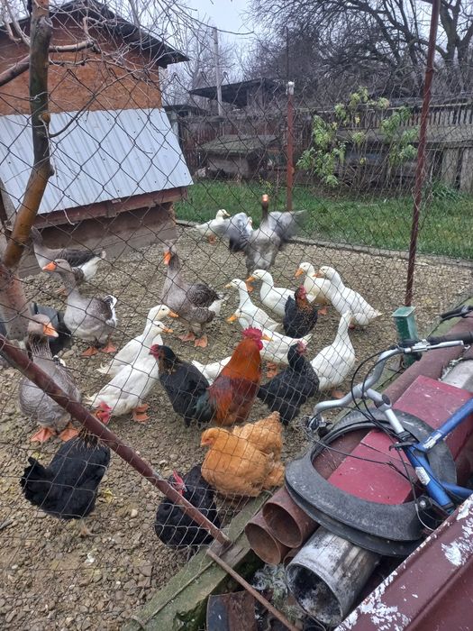 De vânzare, 2 găscani și 7 rățoi