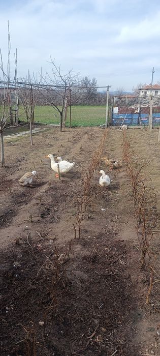 Патица. И. Патър