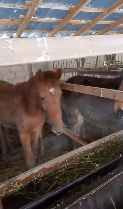 Құнандар сатылады