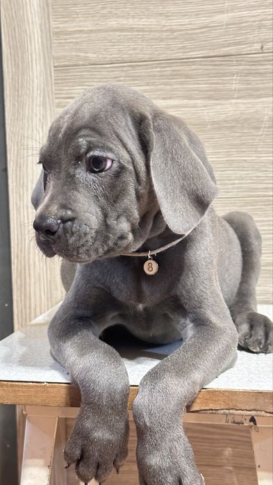 Щенок кане корсо