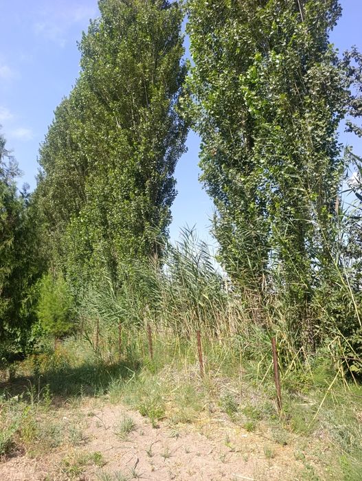 Teraklar toʻsinlar sotiladi
