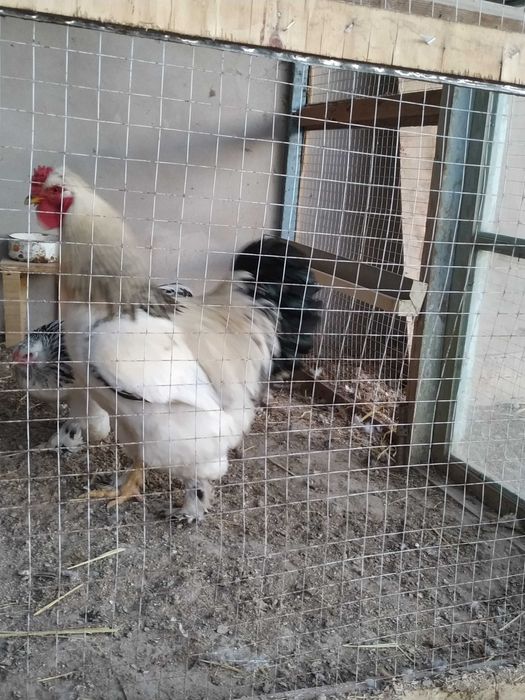 brama, svetli brama tuxumlariga zakaz olinadi