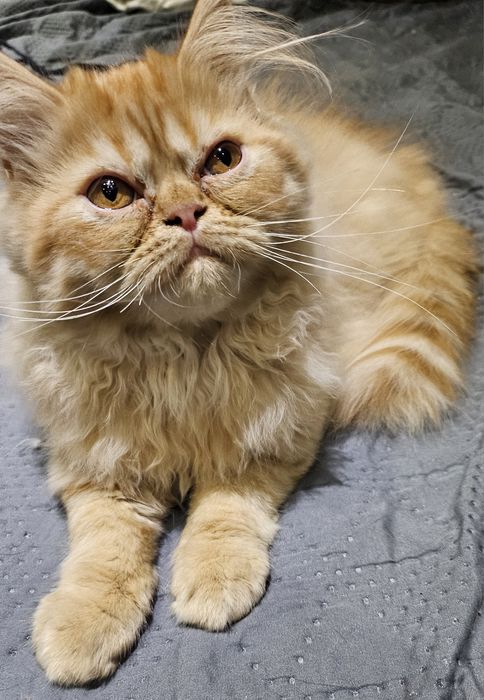 Продавам персийски котенца