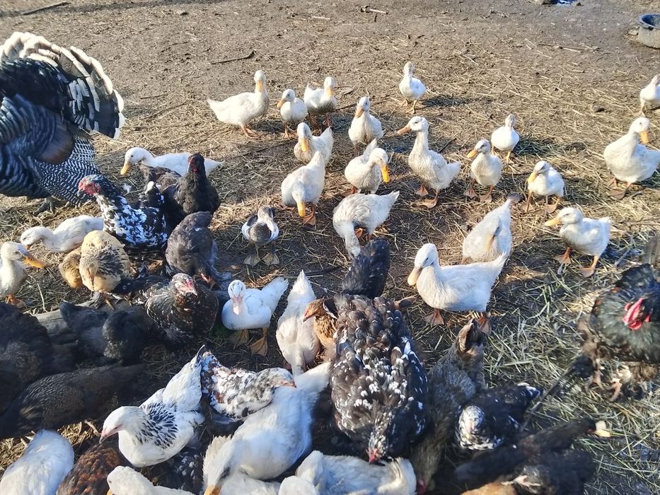 Утки молодняк, продам