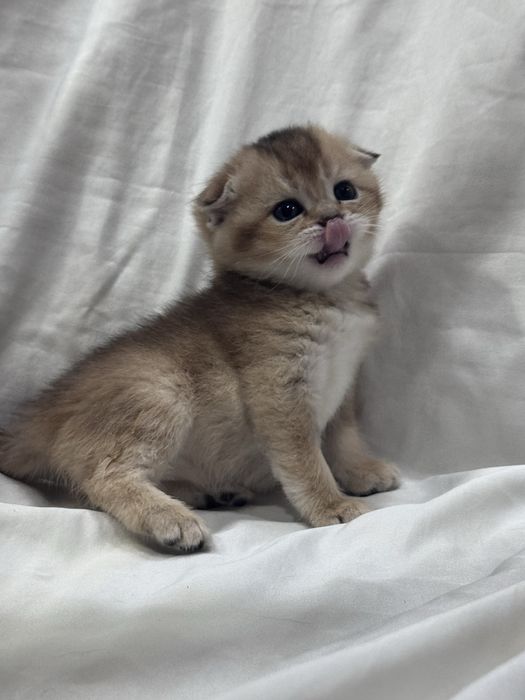 Продаются котята Шотландской  породы! Уступлю !