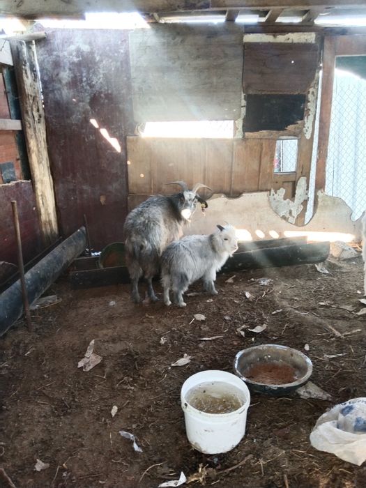 Лақты ешкі сатылат