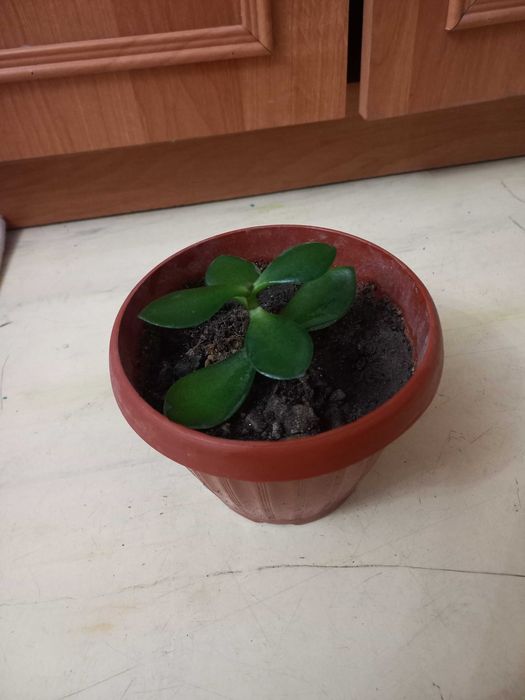 Продам комнатные цветы