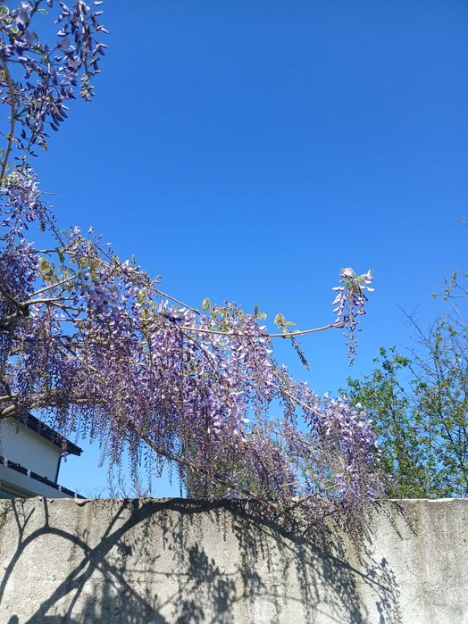Glicina mov, Wisteria sinensis mov, butasi la ghiveci
