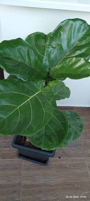 Бенджамин; Фикус (Ficus elastica); Фикус "Лирата