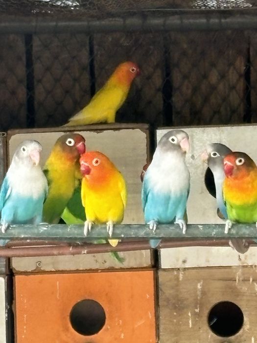 Продават се пауни,папагали