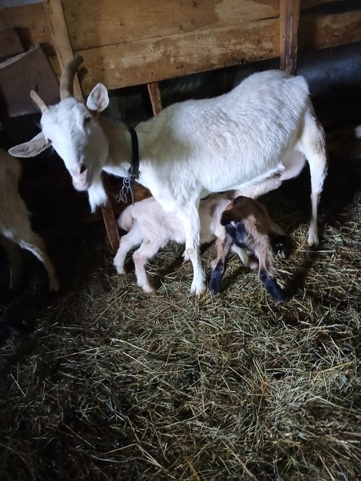 Vând 3 capre cu 5 iezi