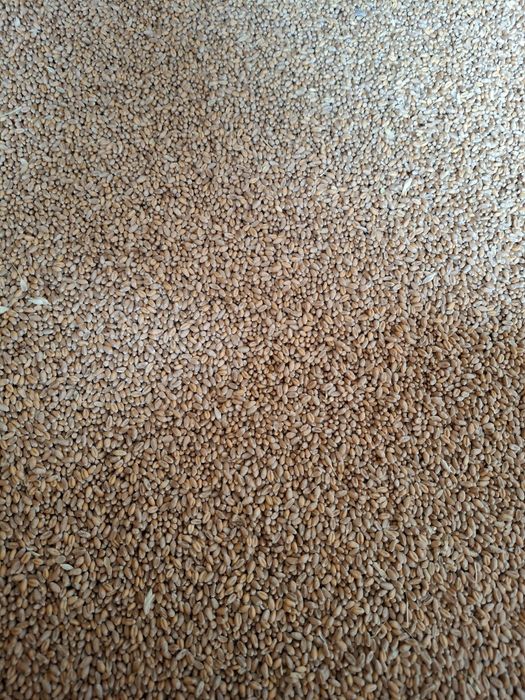 Vând grâu recolta 2025