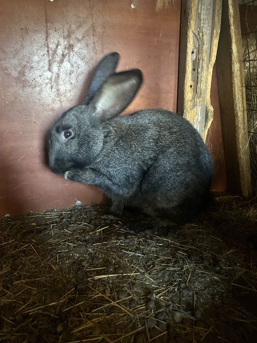 Продам кроликов 4 месячные