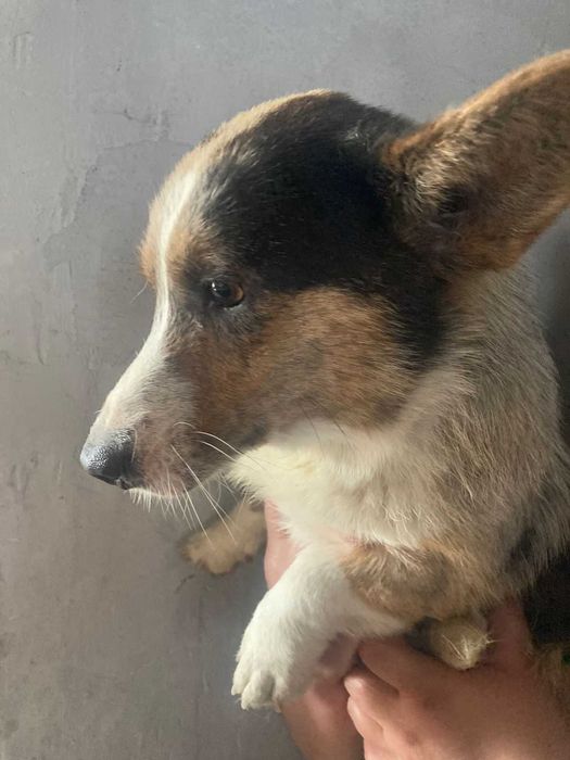 Вельш Корги Кардиган взрослая