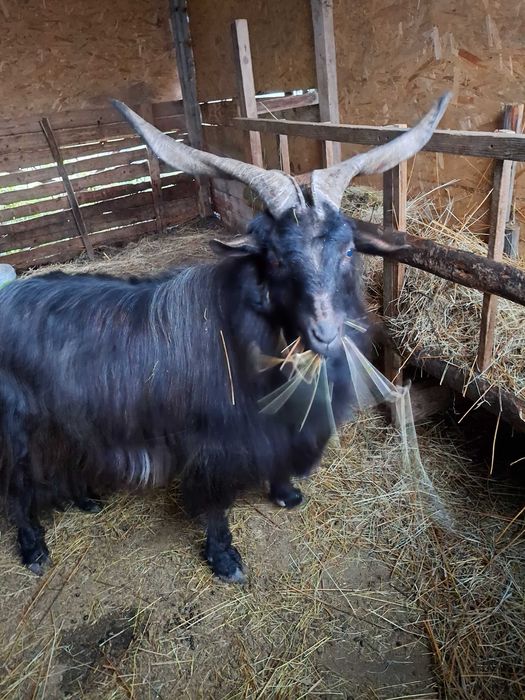 Vând țap  carpatin