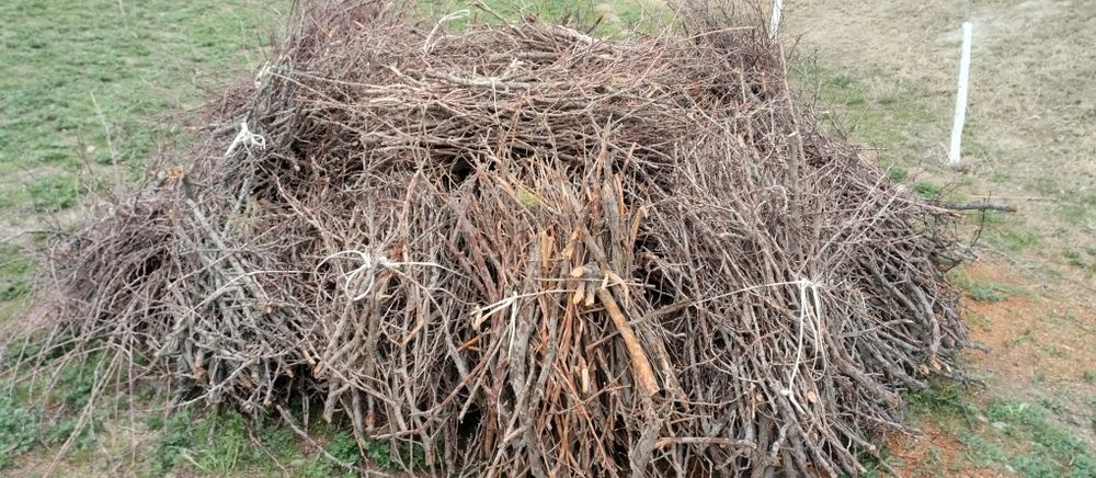 Урик шохалари богланган