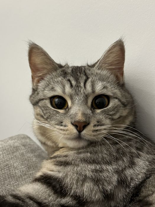 Кошка, помесь бенгала с шотландской