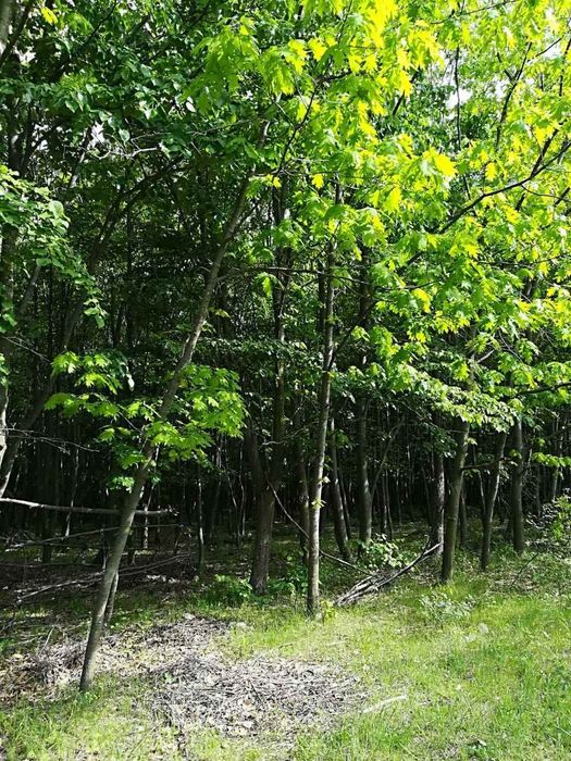 Продава се Земеделски имот в с. Смолник, Област Бургас -  кв.м за 726 €/дка - Снимка #1