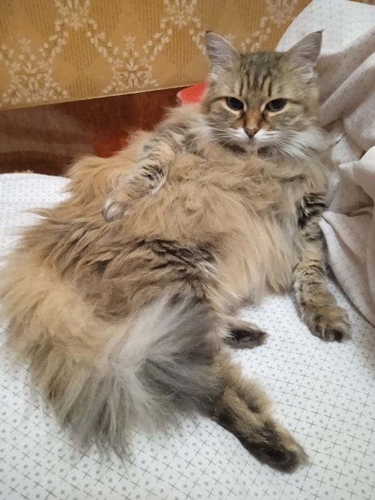 Отдам кошку в добрые руки