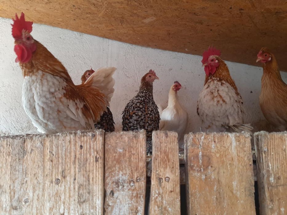 Vând găini mii de flori