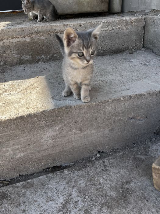 Отдам 3 котята ……….