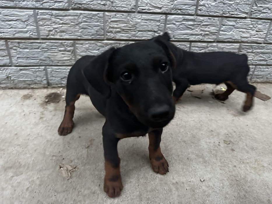 щенки ягдтеррьер