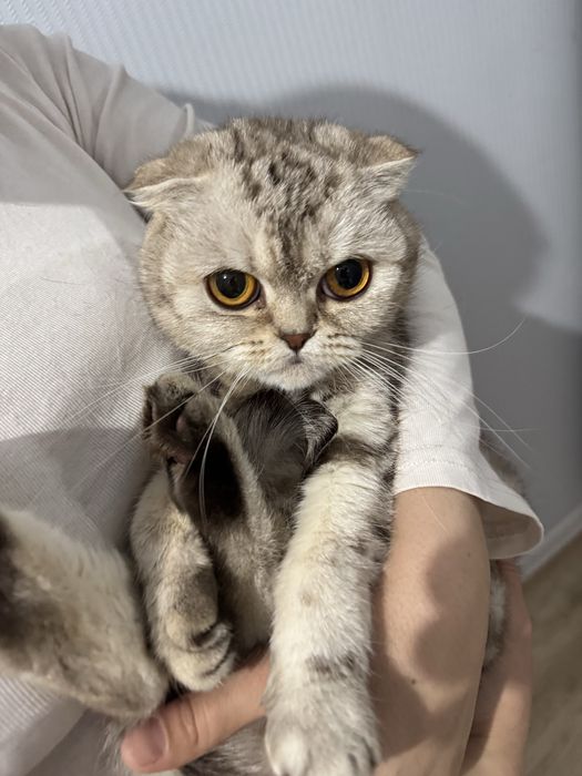 Шотландская кошка