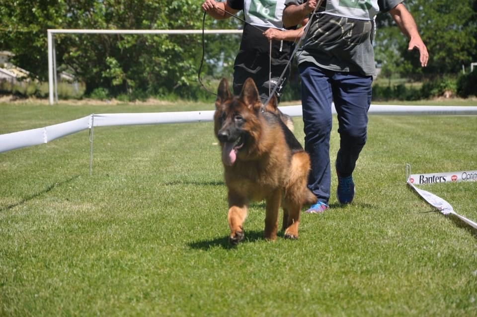 Малки елитни немски овчарки