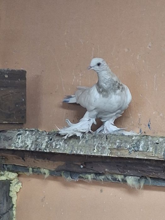 Продам голубей игра гребля тяга